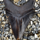 A large fossil shark tooth.